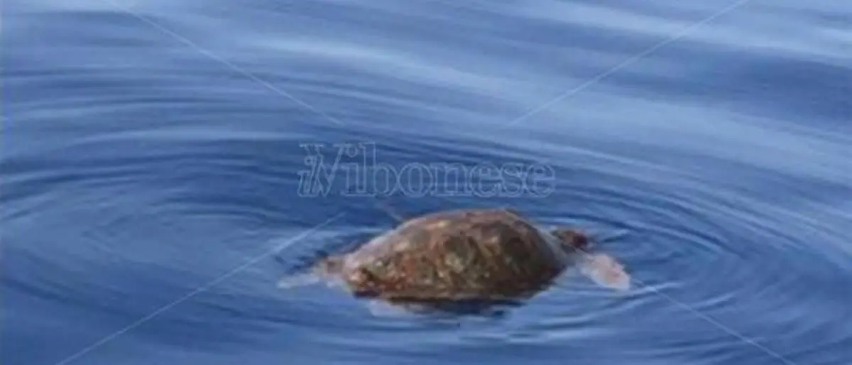 Pizzo, curata e liberata in mare la tartaruga che si era spiaggiata lungo il litorale