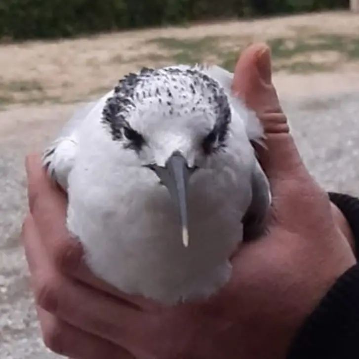 Pizzo, beccapesci trovato in fin di vita sulla spiaggia: veniva dalla Spagna