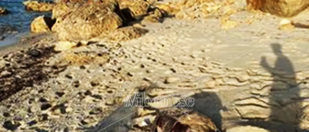 La carcassa di una tartaruga Caretta caretta rinvenuta sulla spiaggia di Santa Domenica di Ricadi