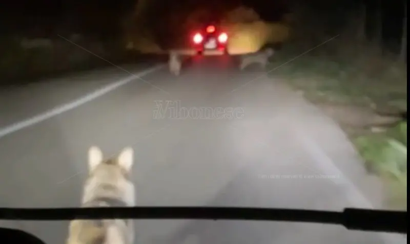Tre lupi avvistati e filmati in strada nella zona di Monte Poro – Video