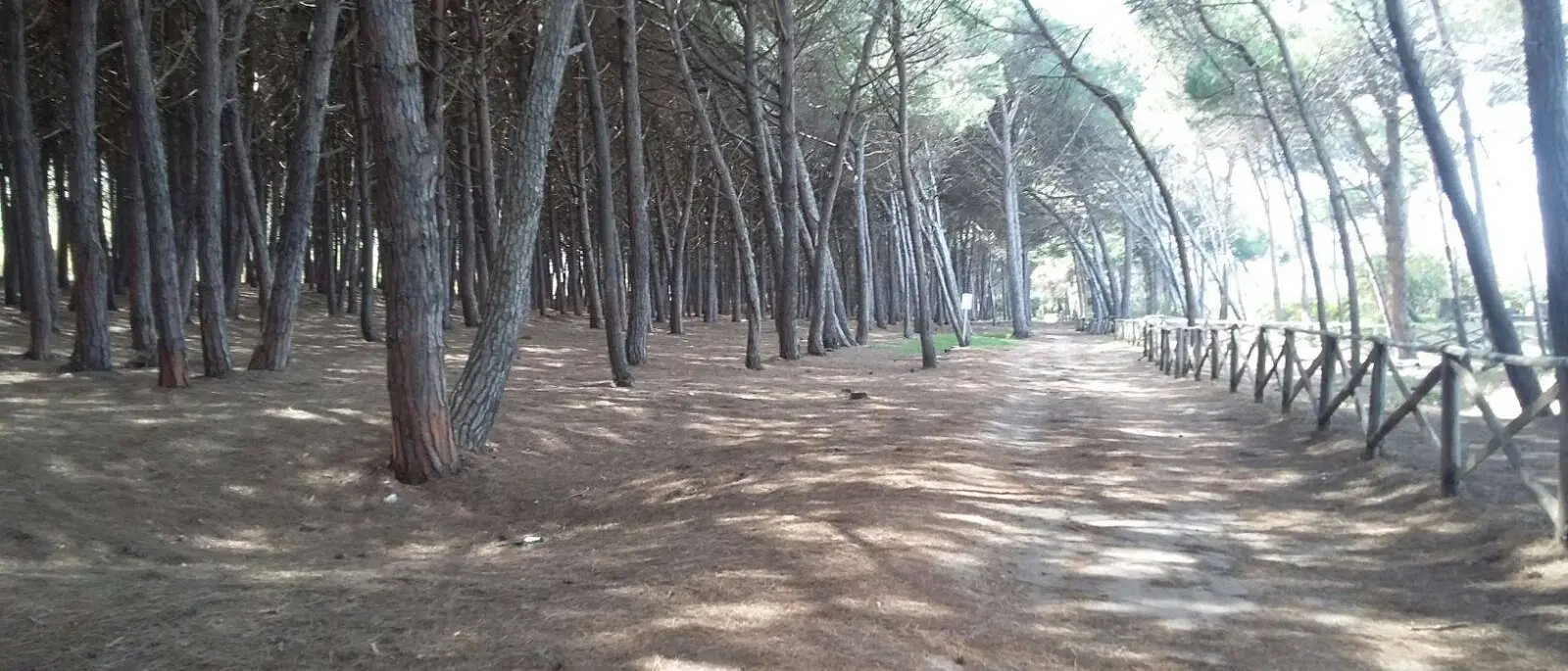 Pizzo: Paolillo (Wwf) contro la decisione del Comune di tagliare alcuni alberi