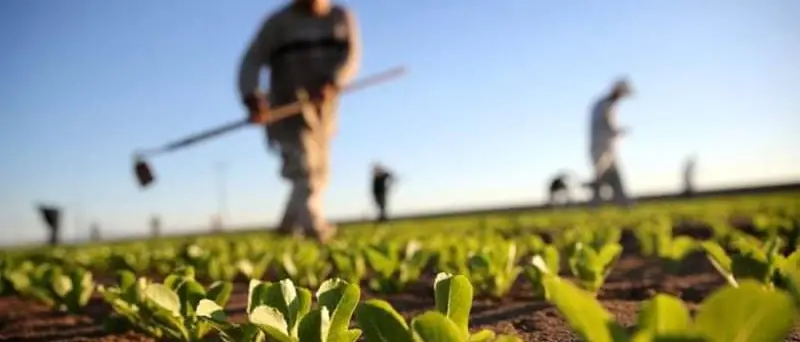 La Camera di commercio di Catanzaro, Crotone e Vibo presenta il primo rapporto sull'agricoltura 2024