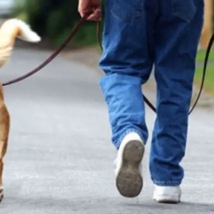 Tropea, una taglia sui proprietari dei cani che sporcano