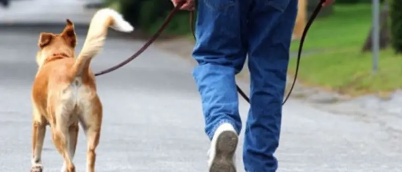 Tropea, una taglia sui proprietari dei cani che sporcano