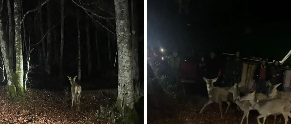 Il cervo torna a popolare i boschi delle Serre: liberati venti esemplari - Video