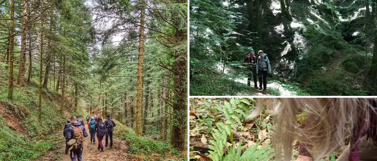 Alla scoperta dei boschi serresi con “Le domeniche incantate”, progetto destinato ai piccoli escursionisti