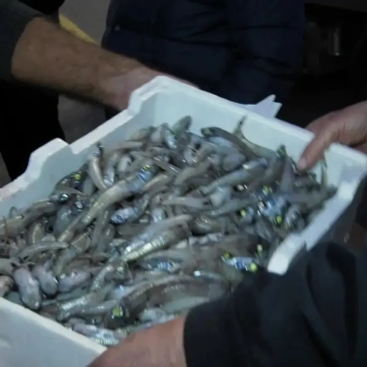 A Vibo Marina l’asta del pesce ancora a voce: il racconto su LaC Tv - Video
