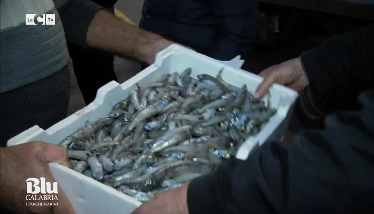 A Vibo Marina l’asta del pesce ancora a voce: il racconto su LaC Tv - Video