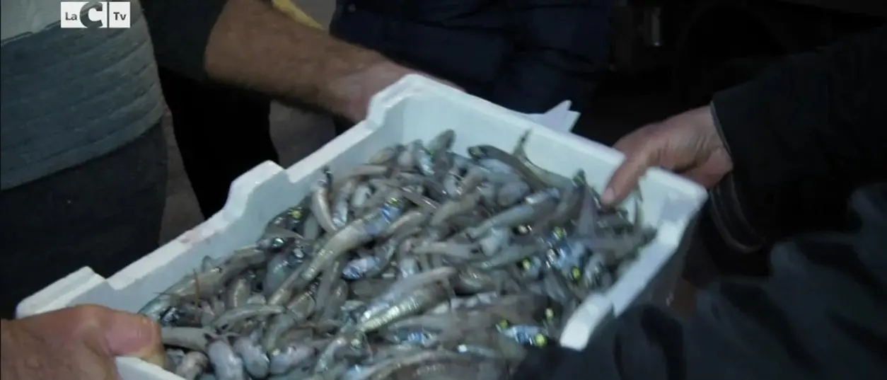 A Vibo Marina l’asta del pesce ancora a voce: il racconto su LaC Tv - Video