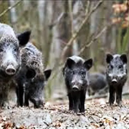 Caccia al cinghiale, arriva la proroga dalla Regione: «Si abbatteranno 11mila capi»