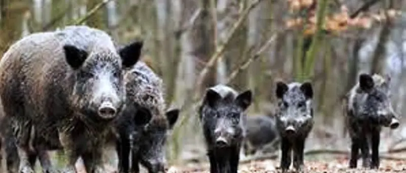 Caccia al cinghiale, arriva la proroga dalla Regione: «Si abbatteranno 11mila capi»