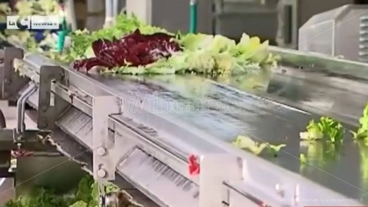 Il re vibonese dell’ortofrutta: politica e massoneria per salvarsi dal crack - Video