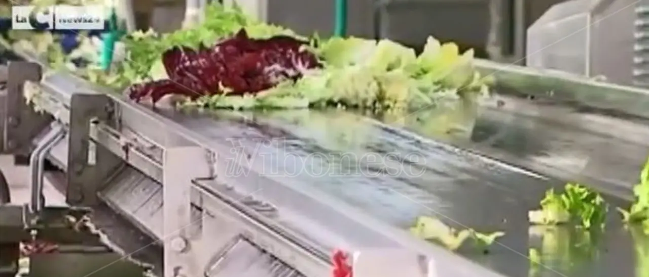 Il re vibonese dell’ortofrutta: politica e massoneria per salvarsi dal crack - Video