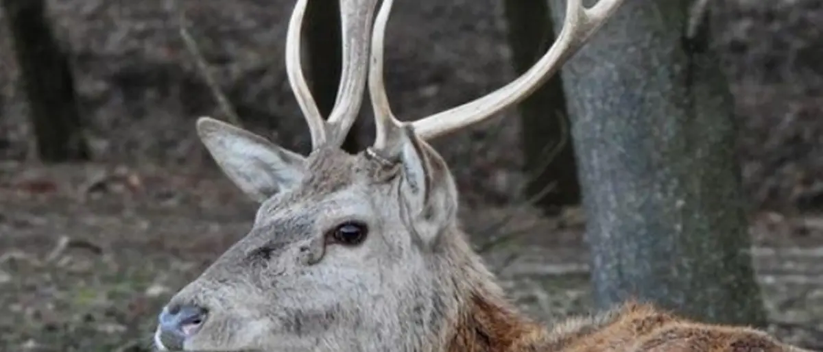 Al Parco Naturale Regionale delle Serre arriva il signore dei boschi -Video