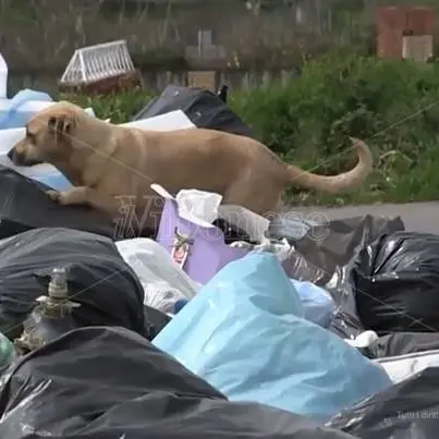 Rifiuti, i Comuni di Vibo e San Gregorio impegnati a pulire il tracciato della SS182