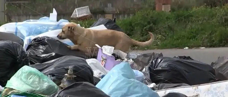 Rifiuti, i Comuni di Vibo e San Gregorio impegnati a pulire il tracciato della SS182