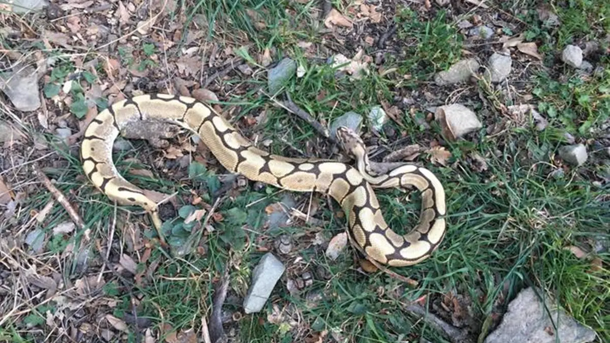 Pitone reale a Fiesole , ANSA