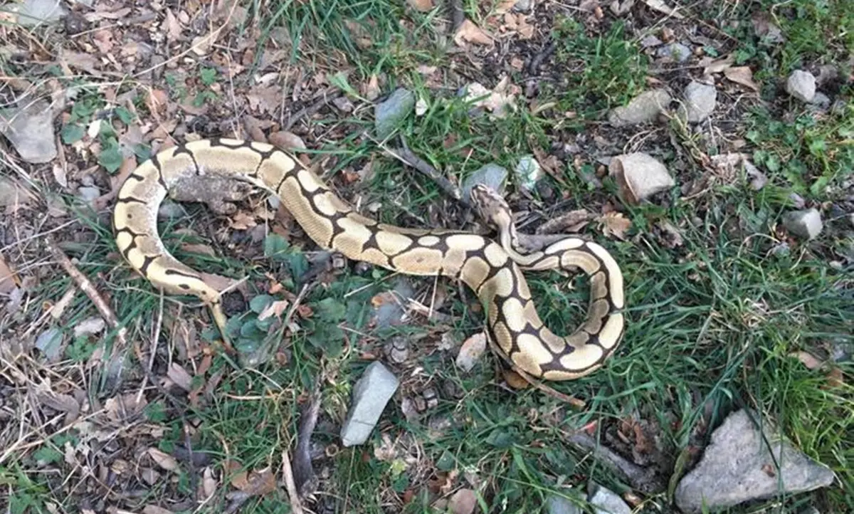 Un altro pitone in fuga: avvistato e recuperato nel cortile dell'ospedale di Soriano