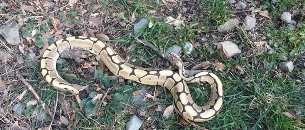 Un altro pitone in fuga: avvistato e recuperato nel cortile dell'ospedale di Soriano