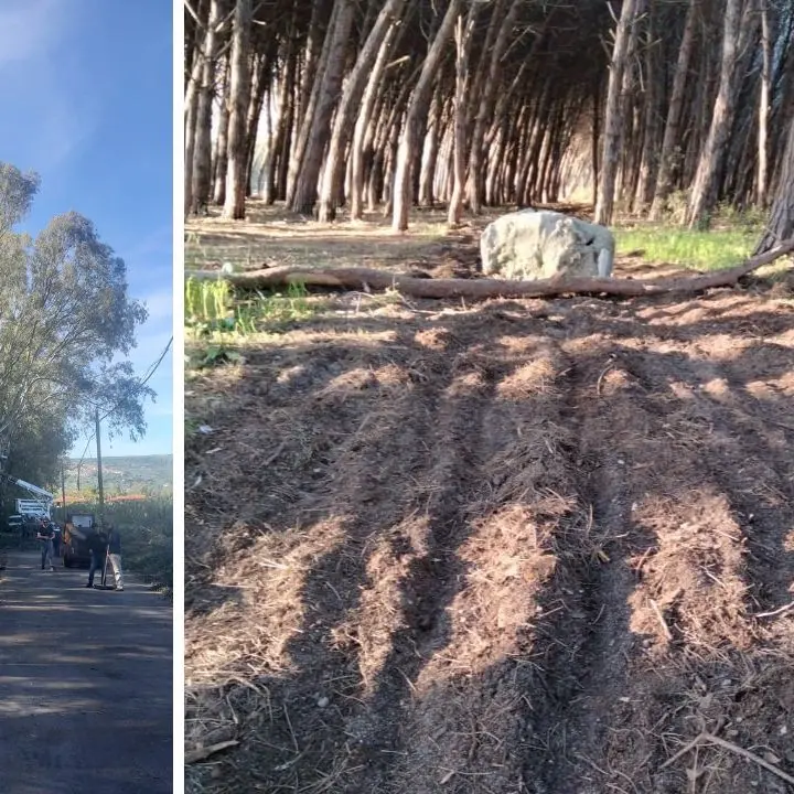 Nicotera Marina, in corso i lavori di pulizia della pineta