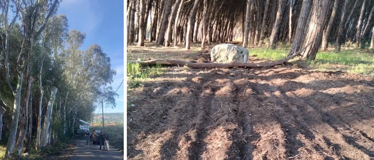 Nicotera Marina, in corso i lavori di pulizia della pineta