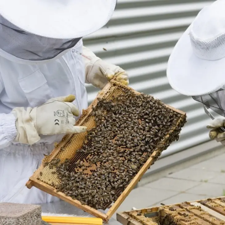 Apicoltura, dalla Regione 1,3 milioni per sostenere le aziende calabresi