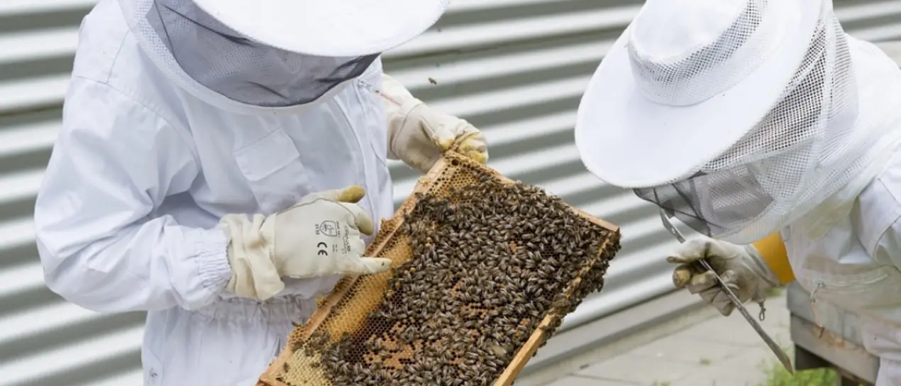 Apicoltura, dalla Regione 1,3 milioni per sostenere le aziende calabresi