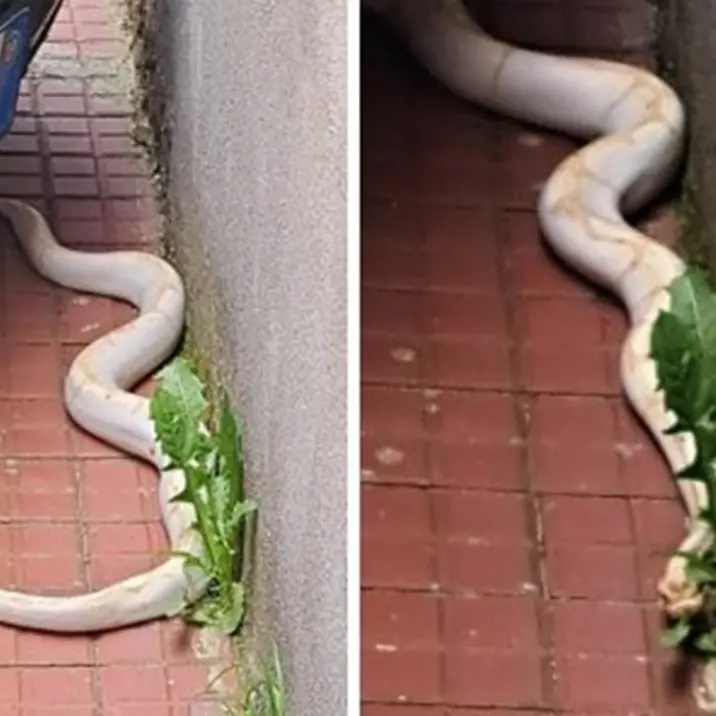 Pitone albino avvistato a Serra, il Wwf: «Non è aggressivo, ecco cosa fare in caso di ritrovamento»