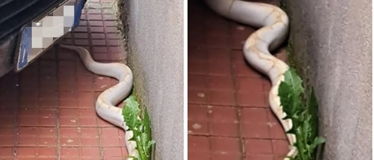 Pitone albino avvistato a Serra, il Wwf: «Non è aggressivo, ecco cosa fare in caso di ritrovamento»