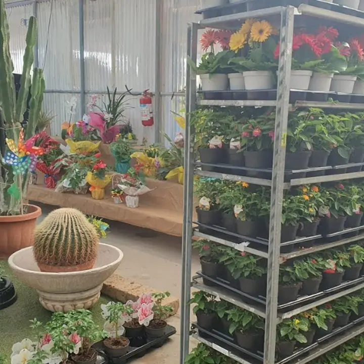 Vibo Marina in fiore, 2000 piante per abbellire le vie principali della cittadina