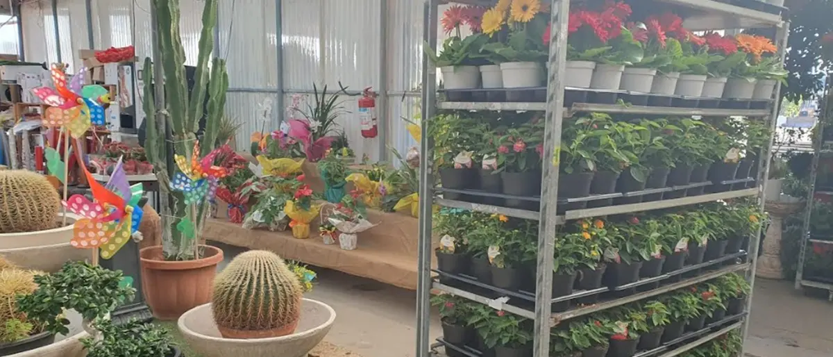 Vibo Marina in fiore, 2000 piante per abbellire le vie principali della cittadina