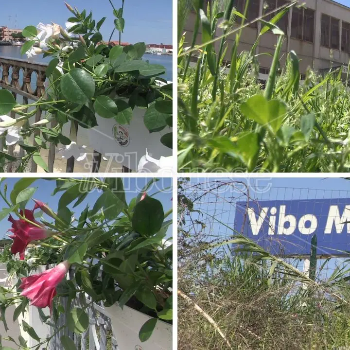 Vibo Valentia, la frazione Marina tra fiori e... sterpaglie - Video