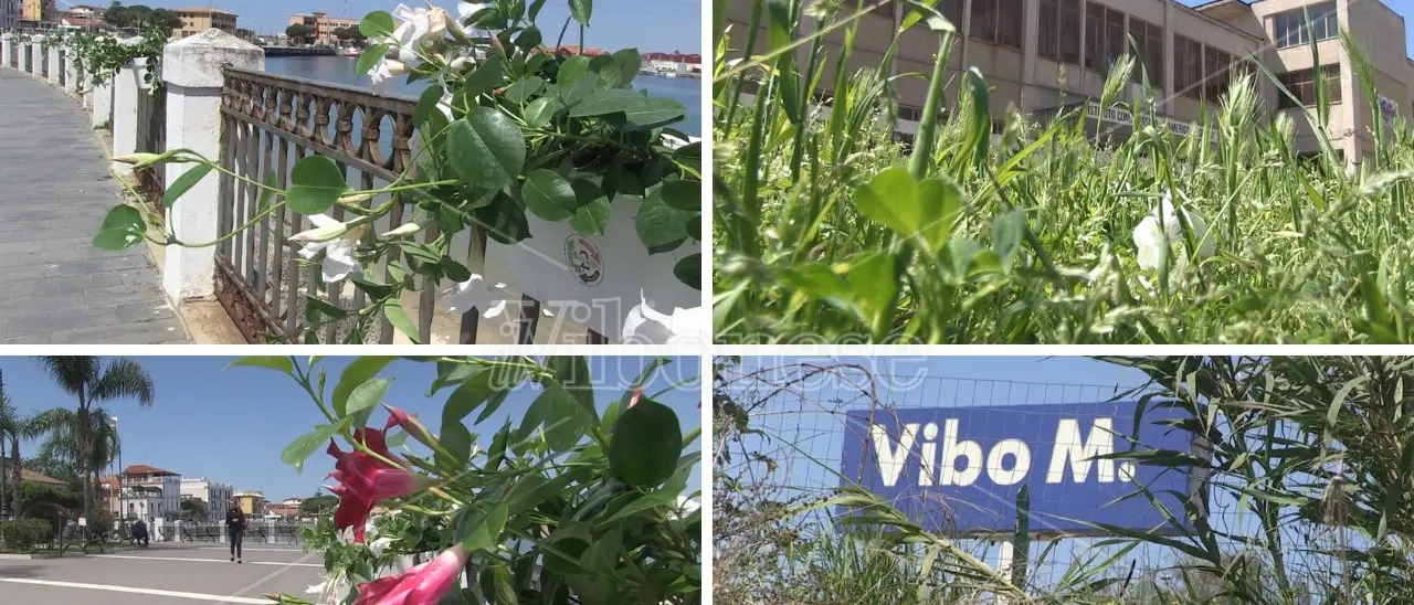 Vibo Valentia, la frazione Marina tra fiori e... sterpaglie - Video