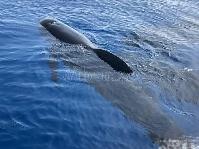 Spettacolare incontro con un gruppo di cetacei al largo delle coste vibonesi - Video
