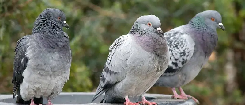 Parghelia, una nuova ordinanza mette al bando… i piccioni