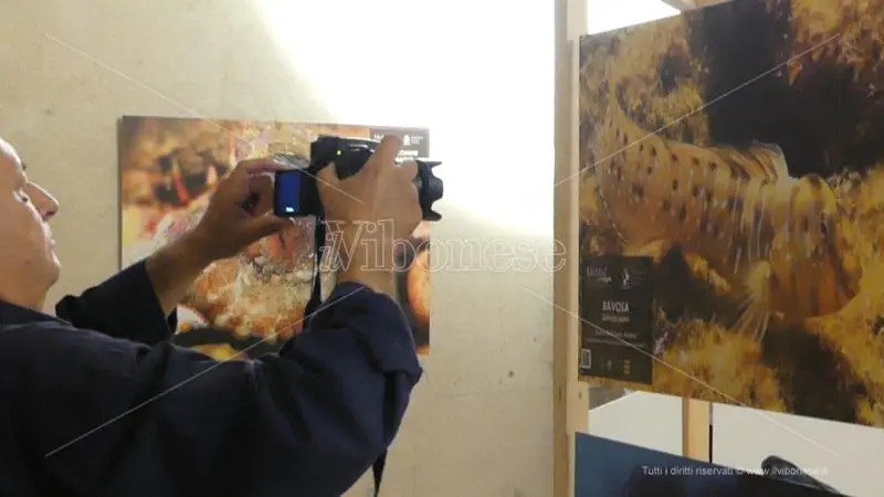 Tropea e la sua biodiversità, inaugurato il Museo del mare - Video