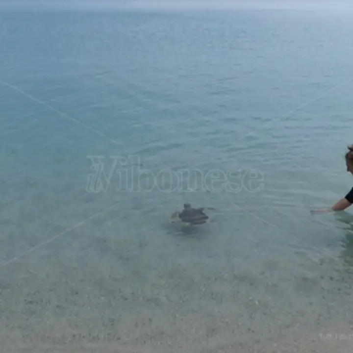 Tropea, dopo le cure torna in libertà la tartaruga trovata ferita a ottobre -Video