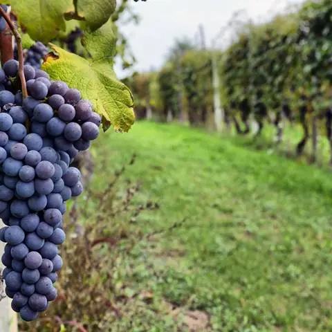 Vibo, l’Associazione viticoltori rinnova le cariche: Silipo eletto presidente