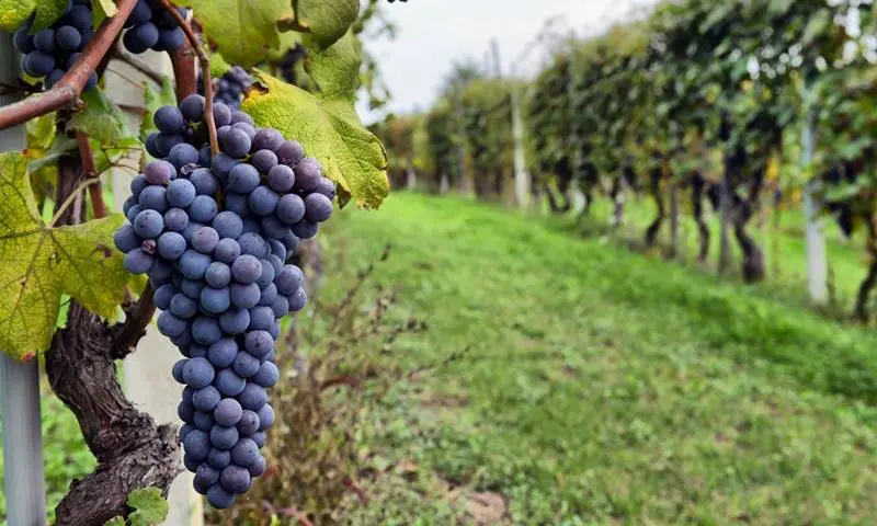 Vibo, l’Associazione viticoltori rinnova le cariche: Silipo eletto presidente