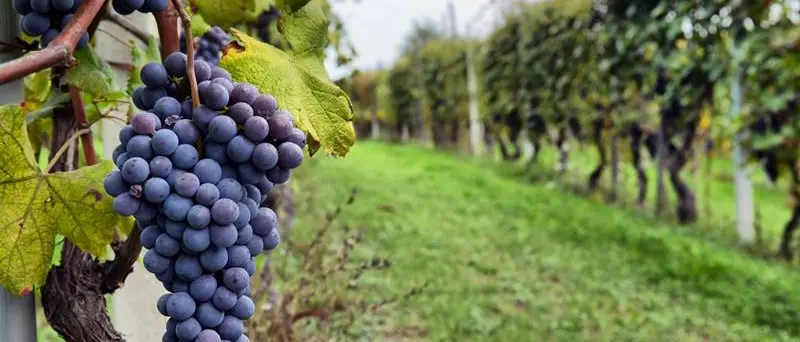 Vibo, l’Associazione viticoltori rinnova le cariche: Silipo eletto presidente