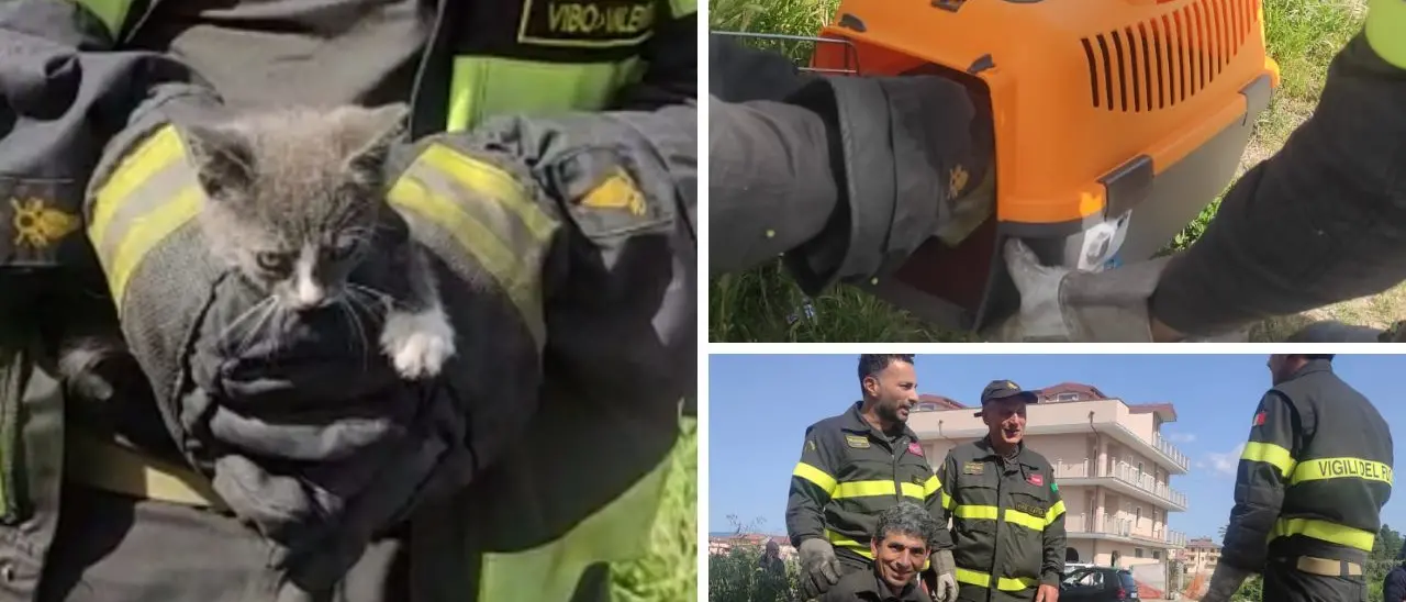 Vibo, gattino in difficoltà recuperato dai vigili del fuoco