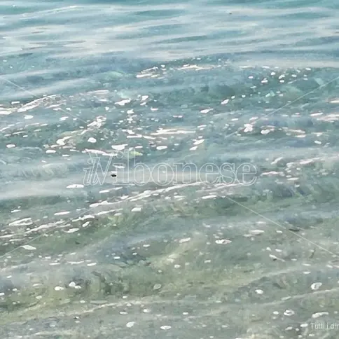 Inquinamento, allarme della Lega Vibo: mare sporco e invaso da rifiuti