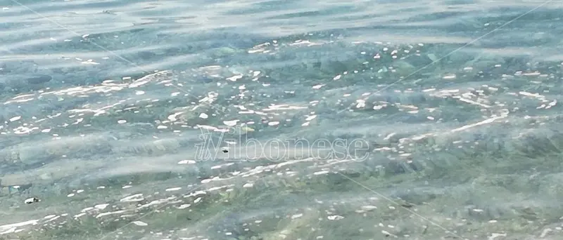 Inquinamento, allarme della Lega Vibo: mare sporco e invaso da rifiuti