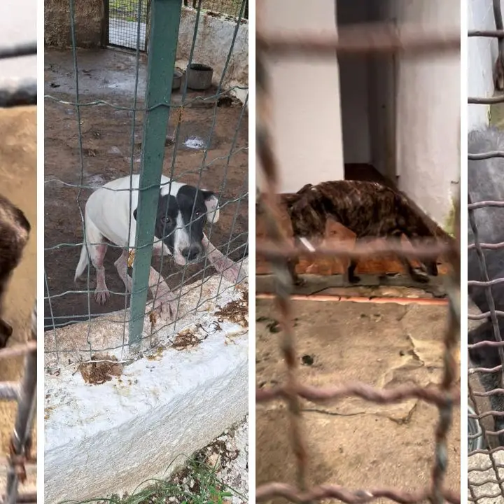 Ricadi, canile \"Il mondo di Pluto\" chiuso per per presunte irregolarità nella gestione: l'Oipa di Vibo si costituisce parte civile nel processo