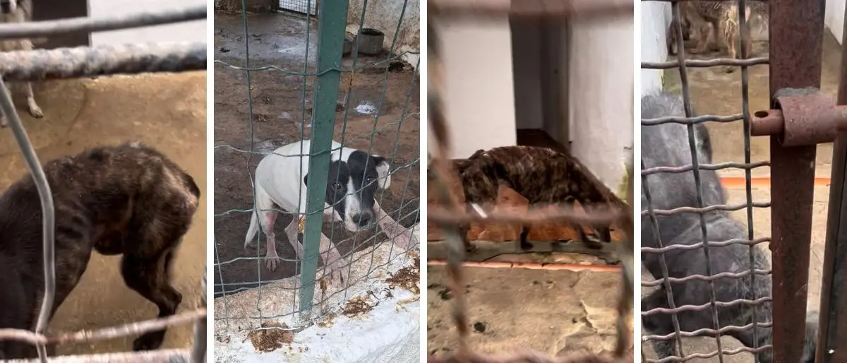 Ricadi, canile \"Il mondo di Pluto\" chiuso per per presunte irregolarità nella gestione: l'Oipa di Vibo si costituisce parte civile nel processo