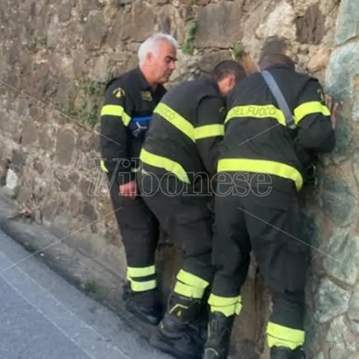 Pizzo: i Vigili del Fuoco salvano un gattino rimasto intrapplolato