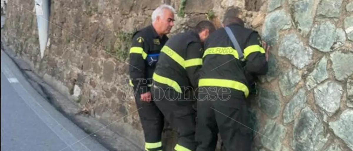 Pizzo: i Vigili del Fuoco salvano un gattino rimasto intrapplolato