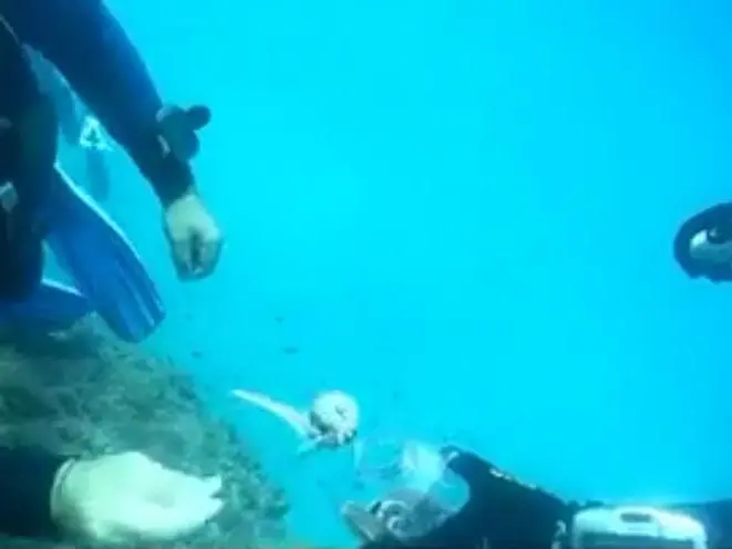 Il vermocane che infesta i mari calabresi – Video