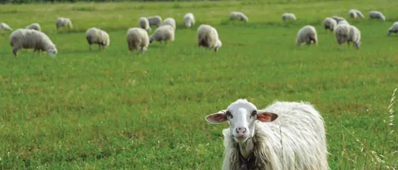 Recupero della lana dagli allevamenti, i tecnici Gal Serre calabresi in Spagna