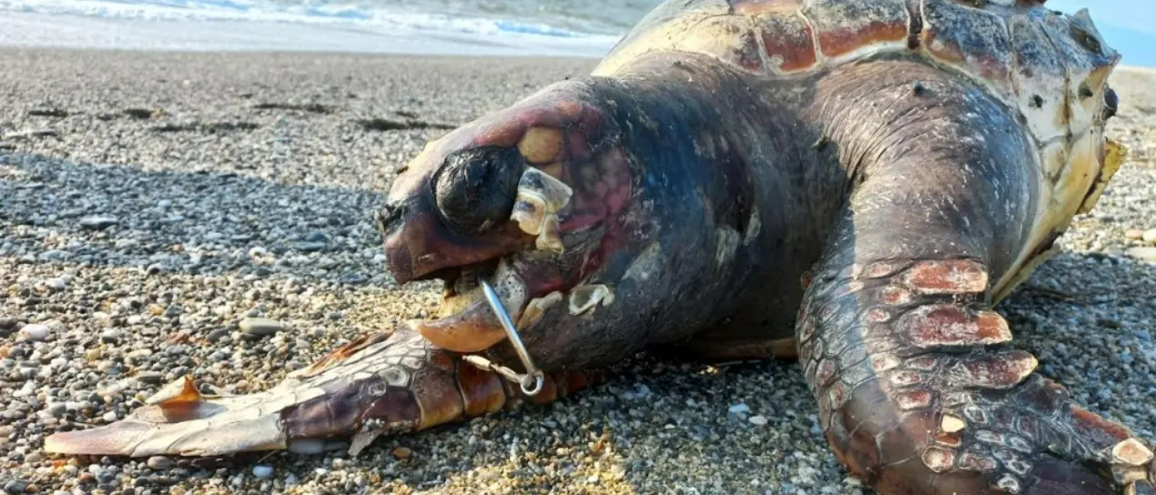 Pizzo, tartaruga morta trovata sulla spiaggia nei pressi di località Porto Ada